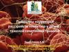 Принципы коррекции расстройств гемостаза у детей с тяжелой сочетанной травмой
