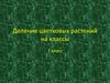 Деление цветковых растений на классы. 7 класс
