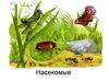 Насекомые. Муравьи