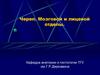 Череп человека. Мозговой и лицевой отделы