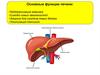Основные функции печени