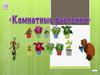 Комнатные цветы