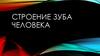 Строение зуба человека