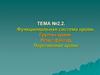 Функциональная система крови. Группы крови, Резус-фактор. Переливание крови