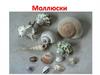 Моллюски