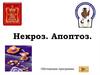 Некроз. Апоптоз. Обучающая программа