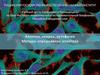 Апоптоз, некроз, аутофагия. Методы определения апоптоза
