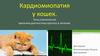 Кардиомиопатия у кошек. Типы, клинические признаки, диагностика, прогноз и лечение