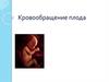 Кровообращение плода