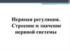 Нервная регуляция. Строение и значение нервной системы
