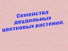 Семейства класса двудольных цветковых растений