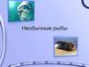 Необычные рыбы