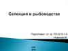 Селекция в рыбоводстве