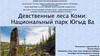 Девственные леса Коми: Национальный парк Югыд Ва