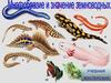 Многообразие и значение земноводных