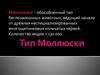 Тип моллюски. Классы моллюсков