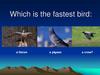 Which is the fastest bird