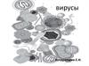 Вирусы. Краткая история вирусологии