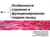 Особенности строения и функционирования гладких мышц