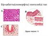 Бір қабатты(изоморфты) эпителийді тап