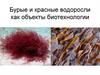 Бурые и красные водоросли как объекты биотехнологии