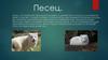 Песец. Как можно отличить песца от других животных?