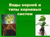 Виды корней и типы корневых систем