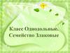 Класс Однодольные. Семейство Злаковые