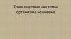 Транспортные системы организма человека