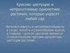 Красиво цветущие и неприхотливые однолетние растения, которые украсят любой сад