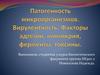 Патогенность микроорганизмов. Вирулентность. Факторы адгезии, мимикрия, ферменты, токсины