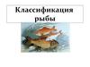 Классификация  рыбы
