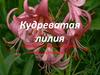 Кудреватая лилия