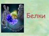 Белки