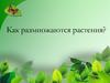 Как размножаются растения?