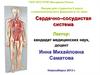 Сердечно–сосудистая система