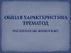 Общая характеристика трематод. Фасциолезы животных