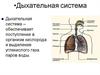 Дыхательная система