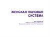 Женская половая система