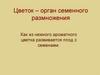 Цветок – орган семенного размножения