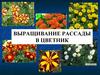 Выращивание рассады в цветник