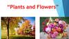 Plants and Flowers
