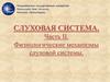 Слуховая система. Физиология. Часть II