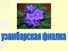 Узамбарская фиалка
