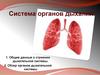 Система органов дыхания