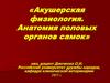 Акушерская физиология. Анатомия половых органов самок