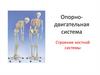 Опорно-двигательная система