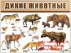 Дикие животные
