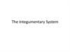 The Integumentary System