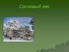 Сосновый лес